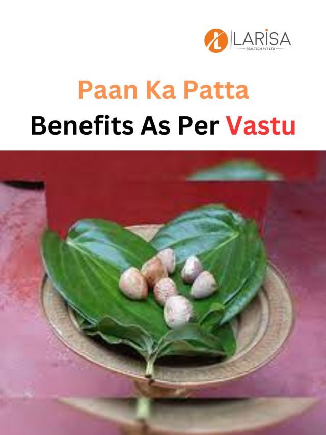 Paan Ka Patta or Betel Leaf Benefits During Durga Puja at Home - Larisa ...